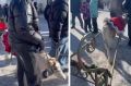 В Сухобузимском раскрыли владельца оленя, развлекавшего людей на Масленицу