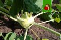 Кольраби: необычная культура с множеством преимуществ