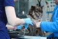Десятки собак погибли в судорогах после вакцины от бешенства