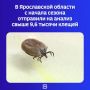 Такую статистику приводит региональный Роспотребнадзор