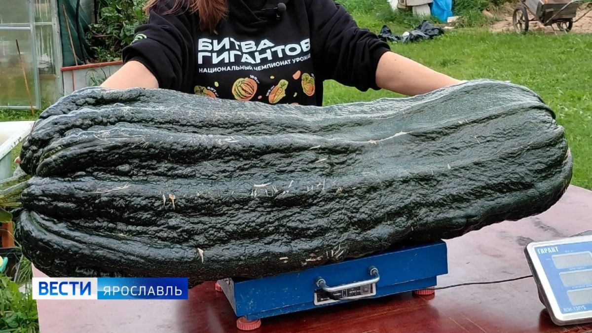 Кабачок «Партизан» и тыква «Улыбка» — нет, это не герои сказки, а урожай из Рыбинского округа! Кабачок «Партизан» и тыква «Улыбка» — нет, это не герои сказки, а урожай из Рыбинского округа!