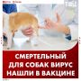 Смертельный для собак вирус болезни Ауески нашли в вакцине «Мультикан-8»
