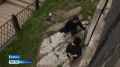 В Рыбинске собрали целый косяк рыб… на стенах
