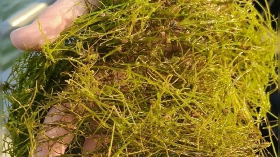 В Плещеевом озере нашли водоросль, которую не встречали больше 50 лет