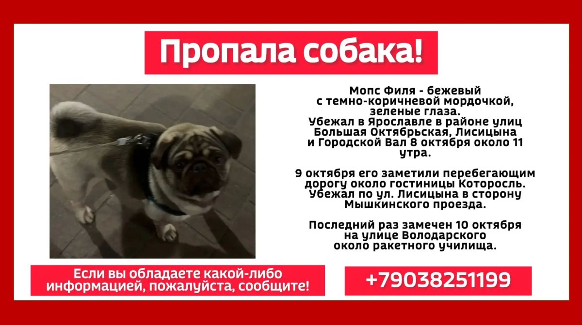 Пропала собака!. Мопс Филя - бежевый с темно-коричневой мордочкой, зеленые глаза