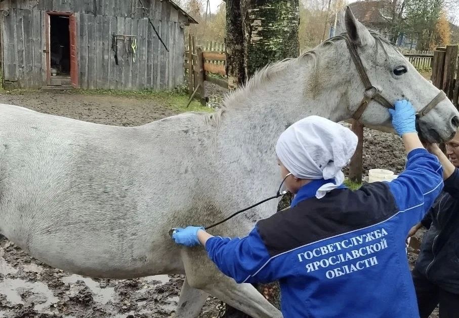 Ярославские ветеринары пришли на помощь лошади Ярославские ветеринары пришли на помощь лошади