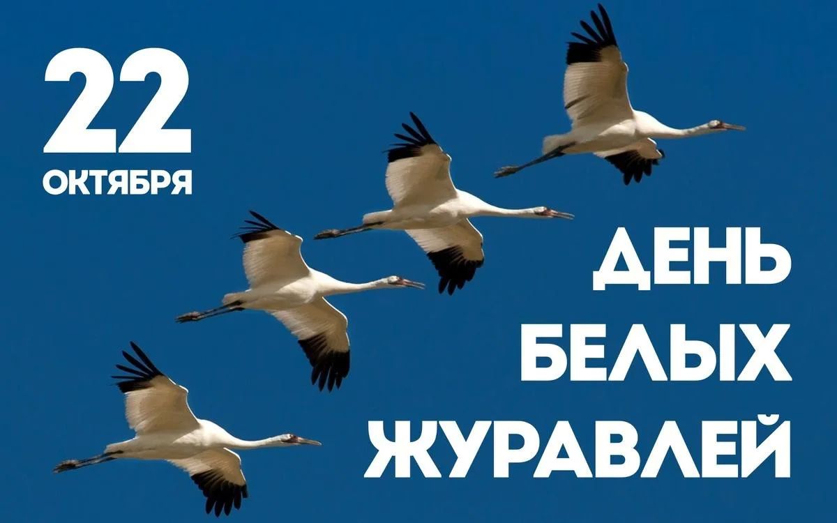 Артём Молчанов: Летят в бессмертие журавли…