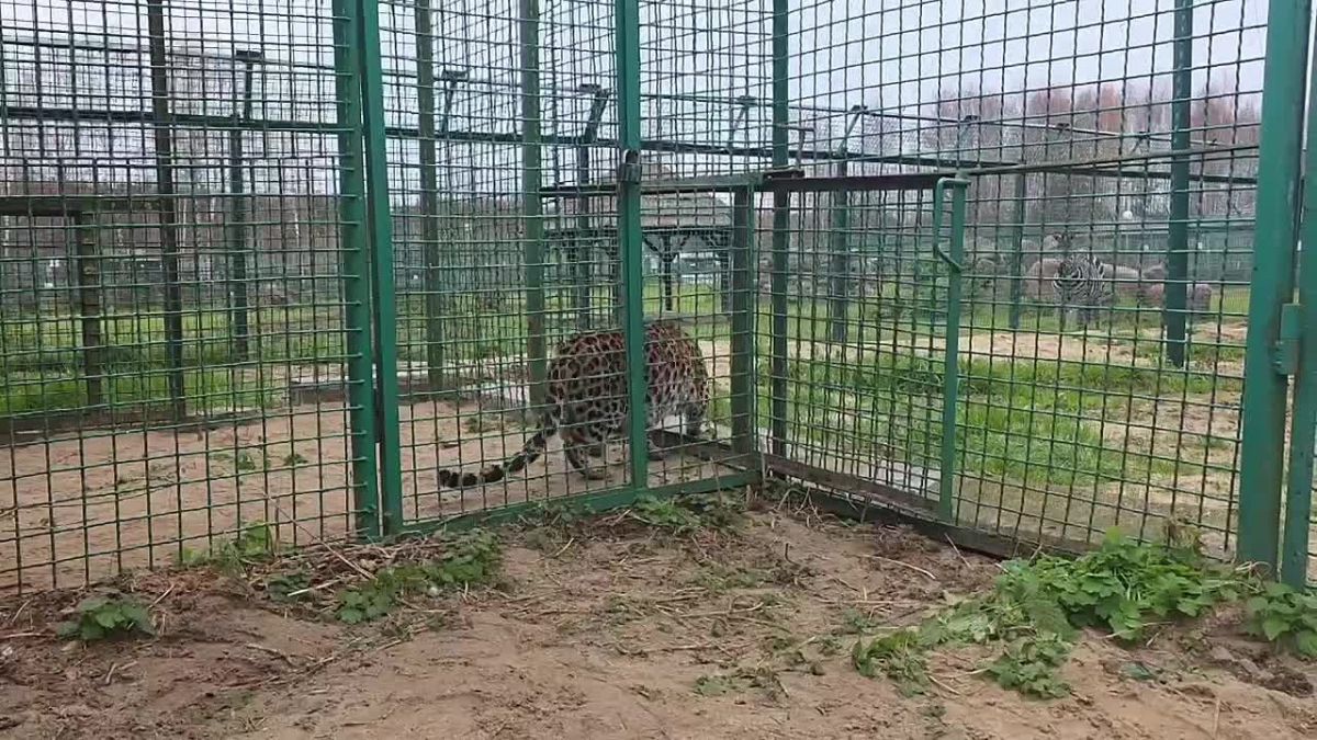 У пятнистых малышей-леопардов важное событие: они вместе с мамой Баунти переехали в новый вольер на основной территории Ярославского зоопарка