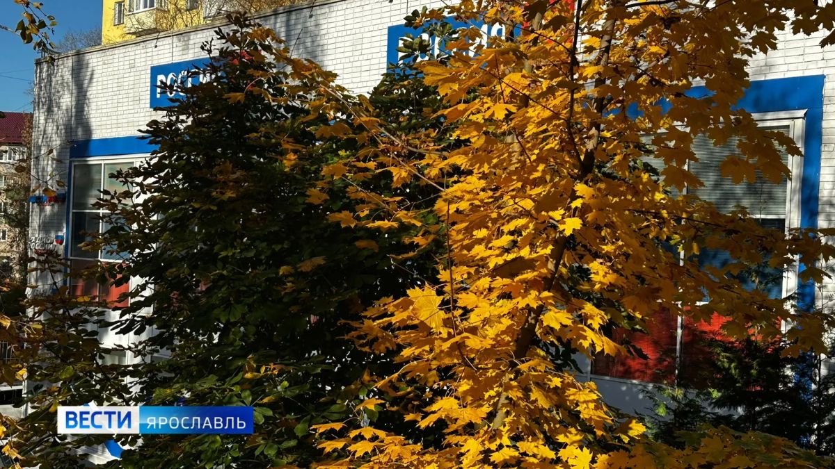 Солнце еще порадует: какой будет погода в Ярославле на предстоящей трудовой неделе?